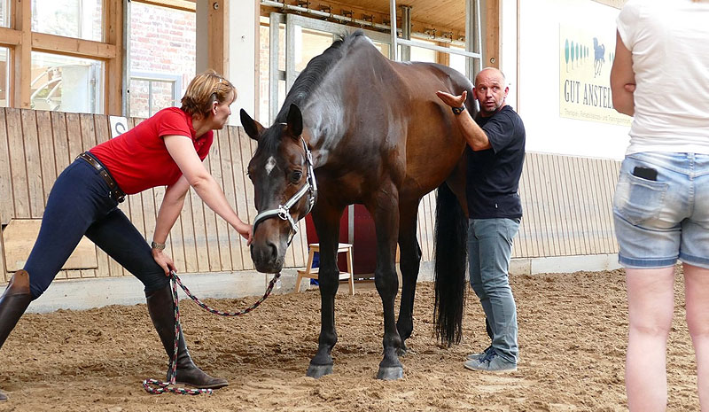 Training mit einem Dressurpferd. Profi Eckart Meyners unterrichtet die Besitzer